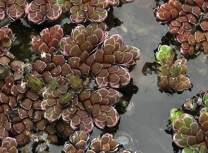 Detailed Picture 1 of Azolla filiculoides