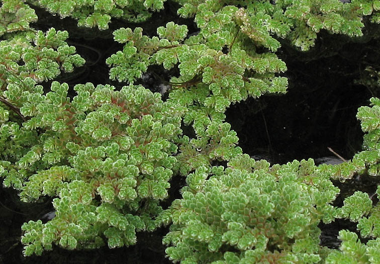 Detailed Picture 3 of Azolla filiculoides