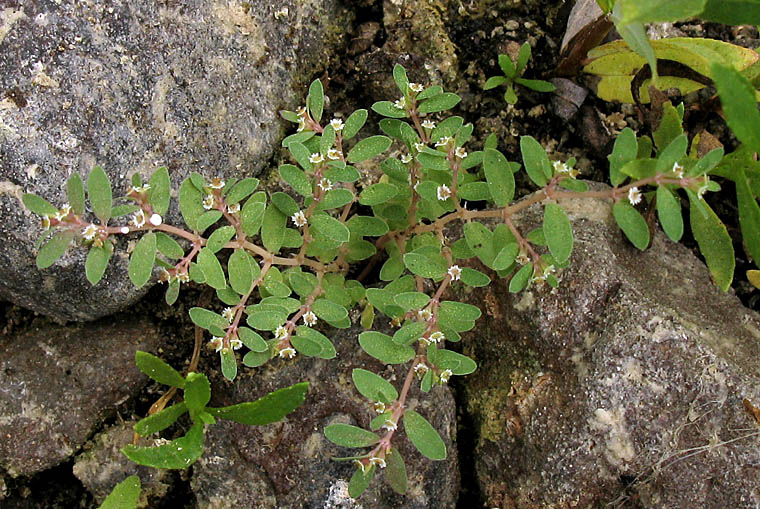 Detailed Picture 7 of Euphorbia serpillifolia var. serpillifolia