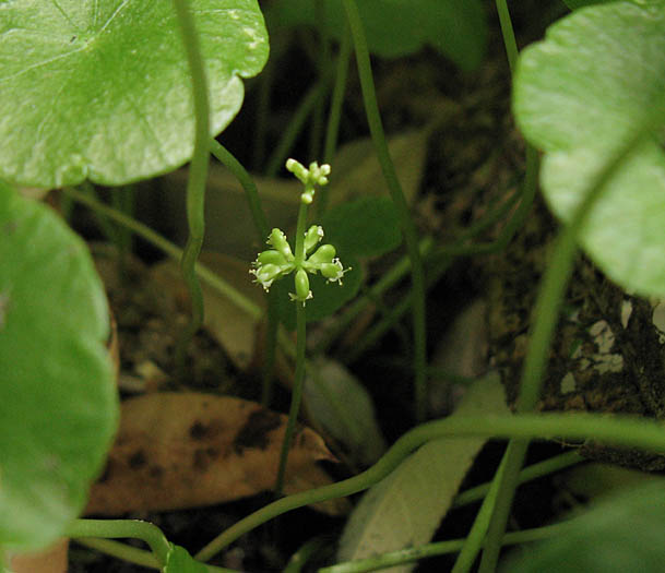 Detailed Picture 3 of Hydrocotyle verticillata