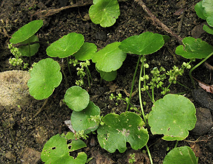 Detailed Picture 4 of Hydrocotyle verticillata
