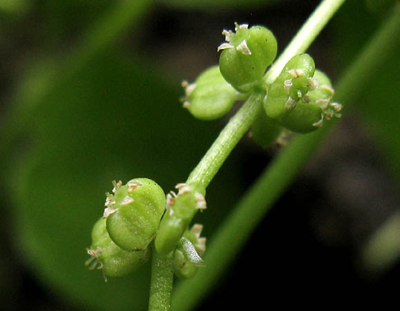 Detailed Picture 7 of Hydrocotyle verticillata