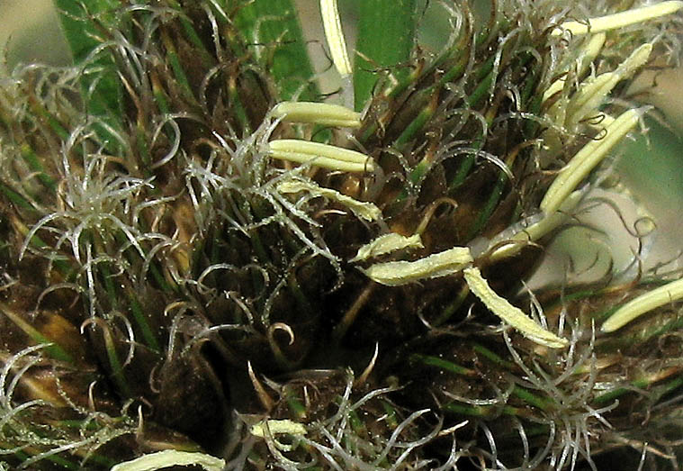 Detailed Picture 3 of Bolboschoenus maritimus ssp. paludosus