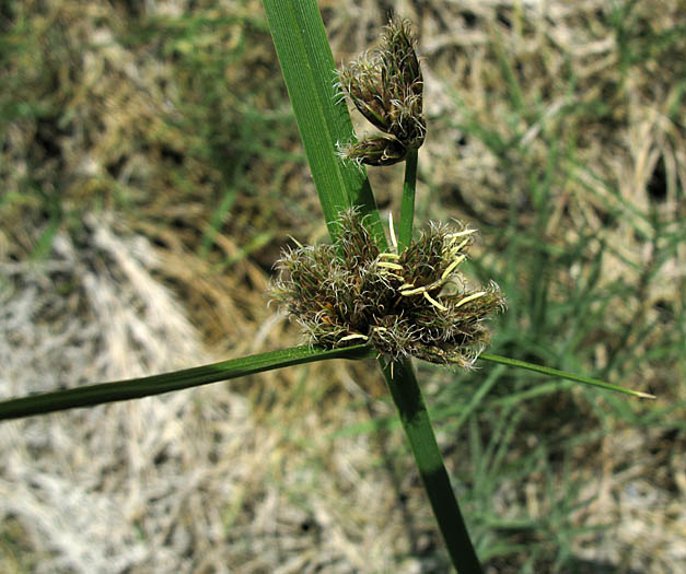 Detailed Picture 5 of Bolboschoenus maritimus ssp. paludosus