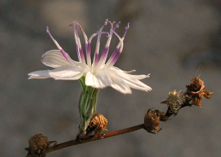 Detailed Picture 3 of Stephanomeria diegensis