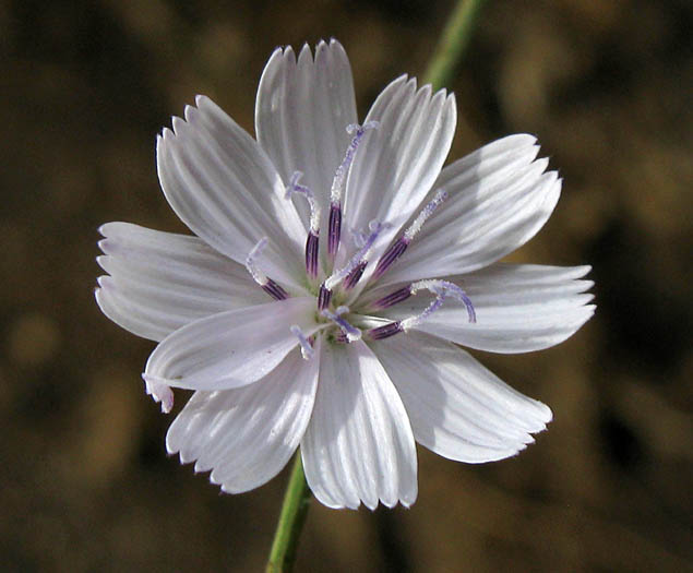 Detailed Picture 1 of Stephanomeria diegensis
