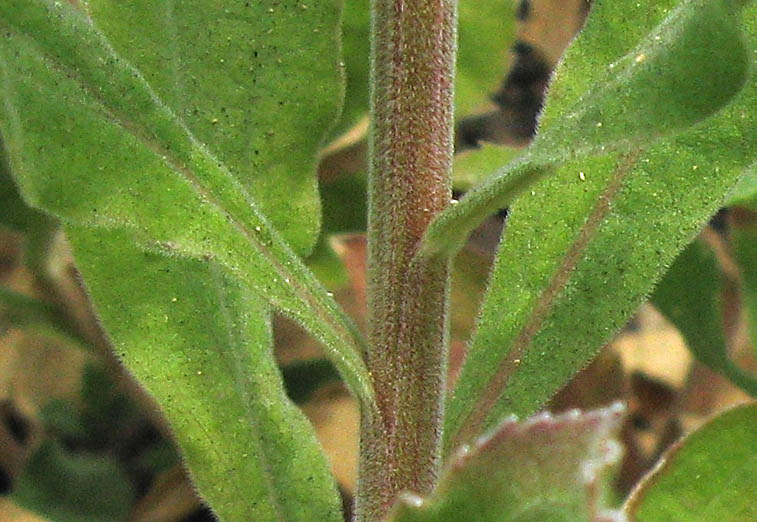 Detailed Picture 8 of Solidago velutina ssp. californica
