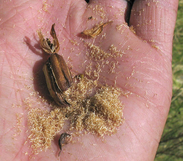 Detailed Picture 7 of Epipactis gigantea