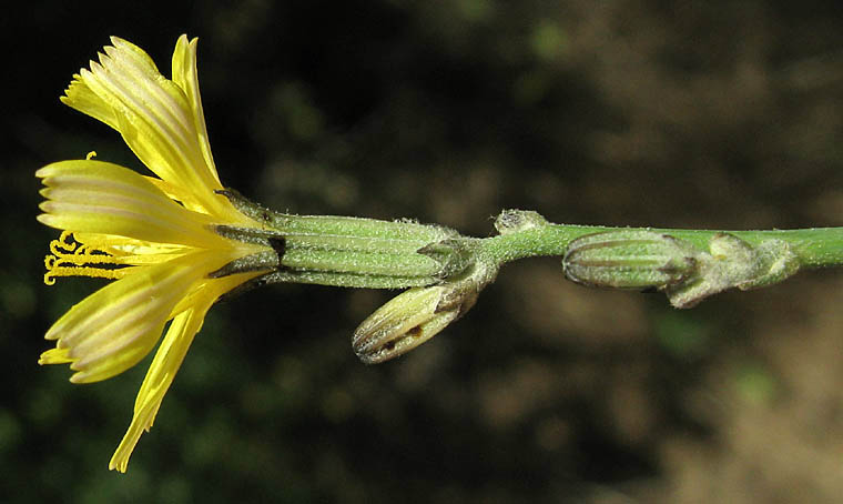 Detailed Picture 3 of Chondrilla juncea