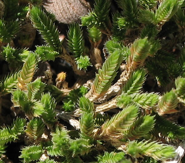 Detailed Picture 1 of Selaginella bigelovii
