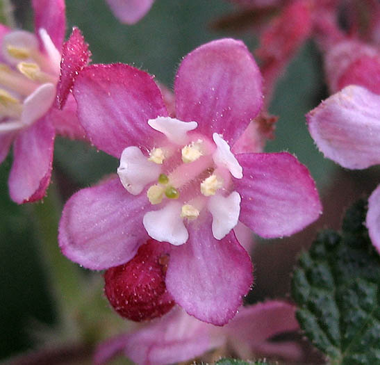 Detailed Picture 1 of Ribes malvaceum