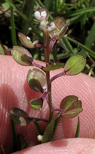Detailed Picture 3 of Lepidium nitidum