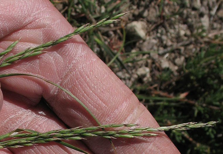Detailed Picture 3 of Poa secunda