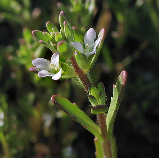 Detailed Picture 3 of Veronica peregrina ssp. xalapensis