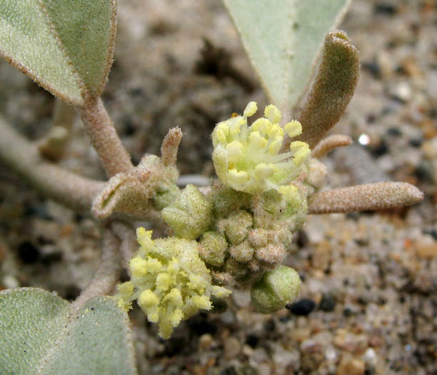 Detailed Picture 4 of Croton californicus