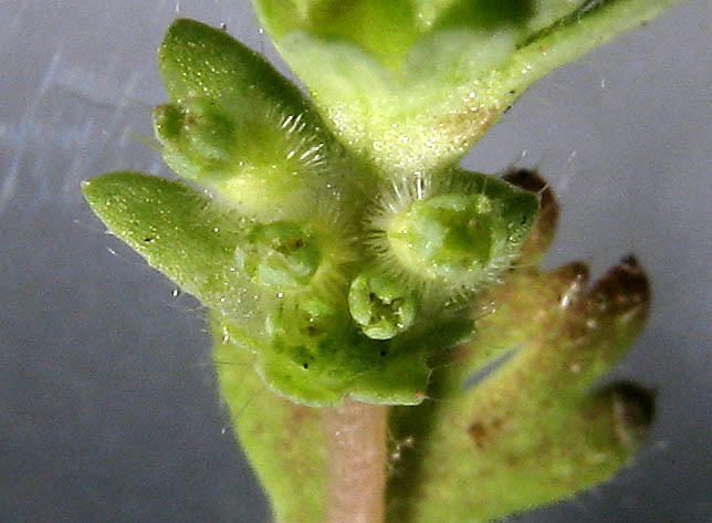 Detailed Picture 1 of Aphanes occidentalis