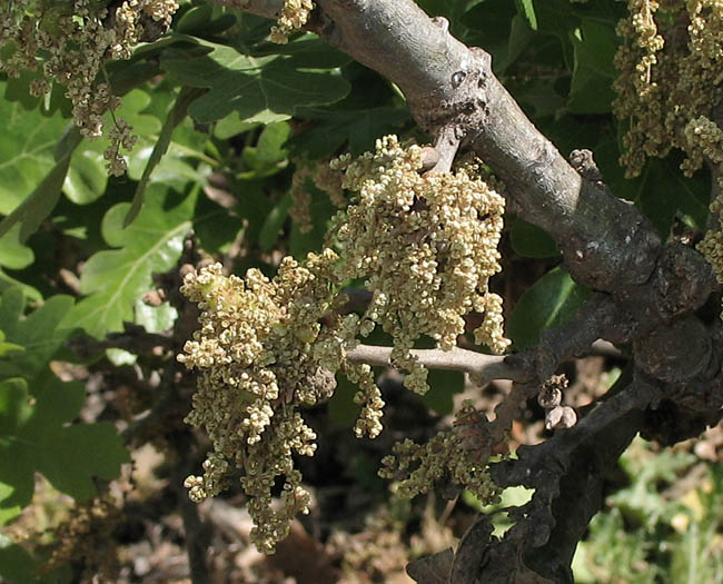 Detailed Picture 1 of Quercus lobata