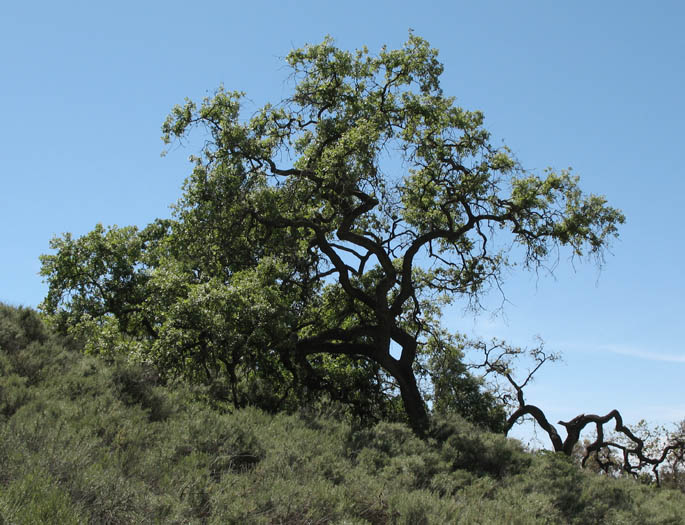 Detailed Picture 3 of Quercus lobata