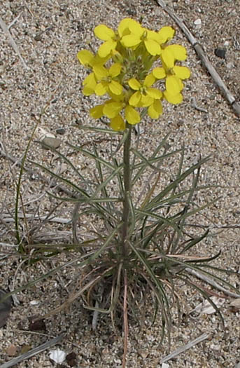 Detailed Picture 4 of Erysimum suffrutescens