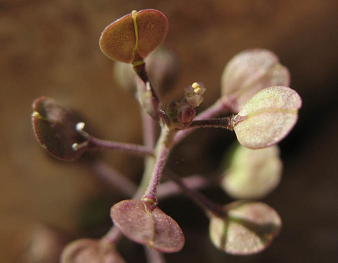 Detailed Picture 3 of Lepidium virginicum ssp. menziesii