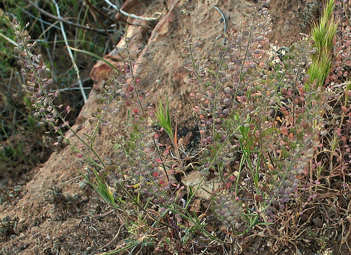 Detailed Picture 6 of Lepidium virginicum ssp. menziesii