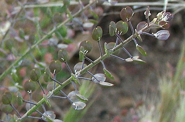 Detailed Picture 4 of Lepidium virginicum ssp. menziesii
