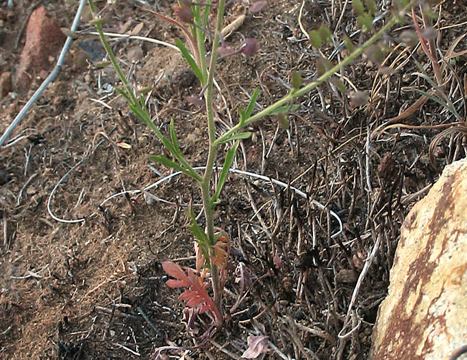 Detailed Picture 5 of Lepidium virginicum ssp. menziesii