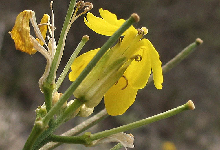 Detailed Picture 2 of Erysimum suffrutescens