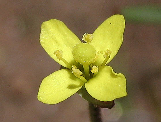 Detailed Picture 1 of Camissonia strigulosa