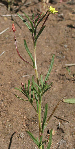 Detailed Picture 4 of Camissonia strigulosa