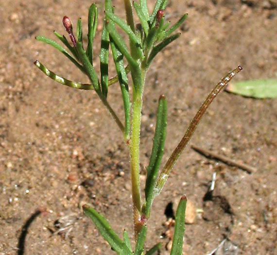 Detailed Picture 5 of Camissonia strigulosa