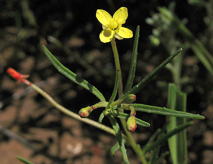 Detailed Picture 3 of Camissonia strigulosa