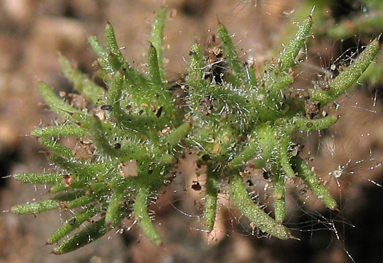 Detailed Picture 1 of Loeflingia squarrosa