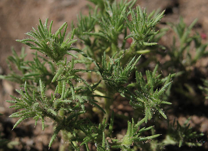 Detailed Picture 3 of Loeflingia squarrosa