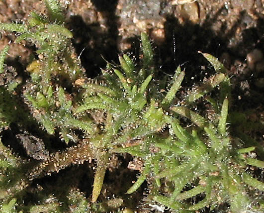 Detailed Picture 2 of Loeflingia squarrosa
