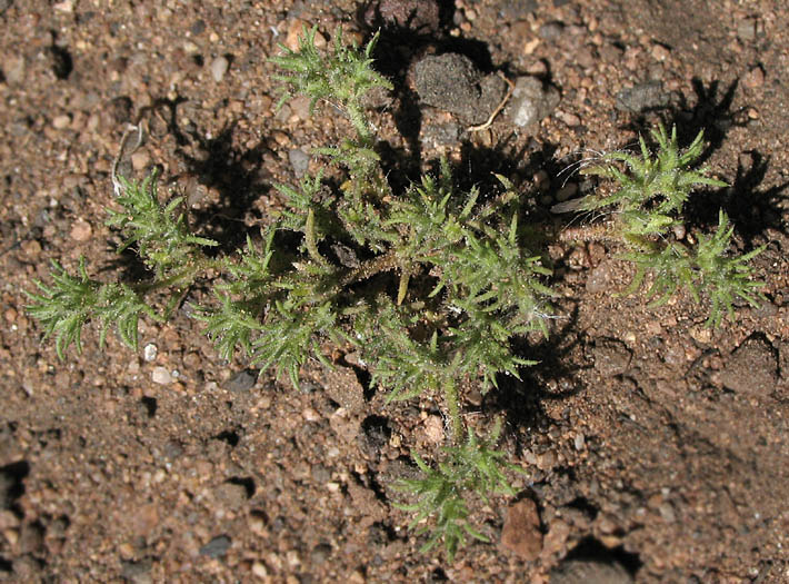 Detailed Picture 4 of Loeflingia squarrosa
