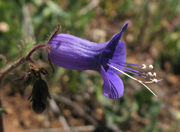 Detailed Picture 3 of Phacelia minor