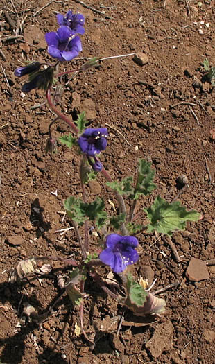 Detailed Picture 5 of Phacelia minor