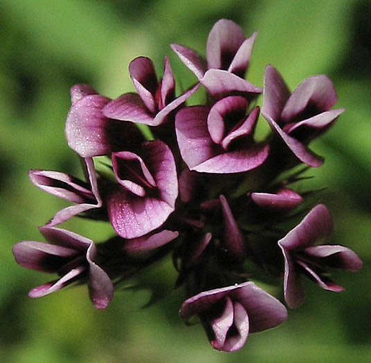 Detailed Picture 4 of Trifolium variegatum
