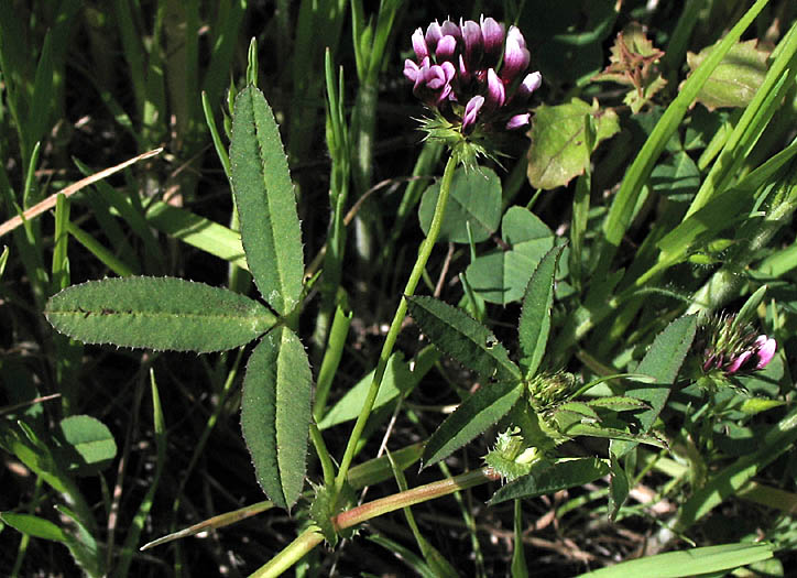 Detailed Picture 10 of Trifolium variegatum