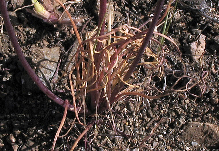Detailed Picture 5 of Leptosyne californica