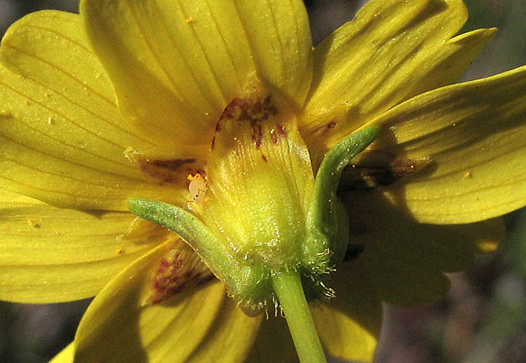 Detailed Picture 3 of Leptosyne californica