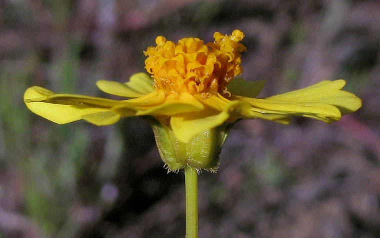 Detailed Picture 2 of Leptosyne californica