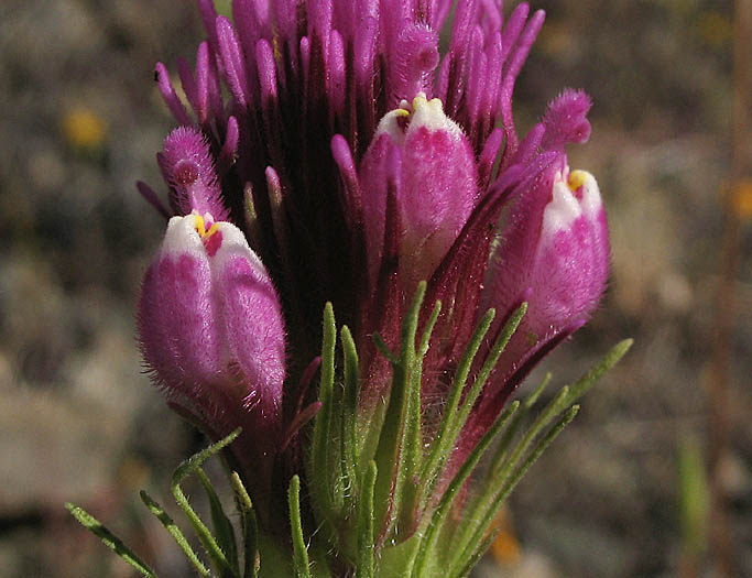 Detailed Picture 1 of Castilleja exserta ssp. exserta