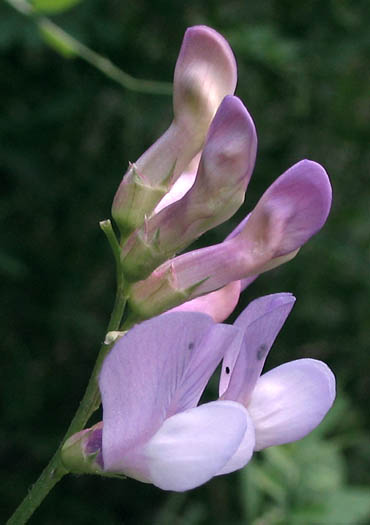Detailed Picture 1 of Vicia americana ssp. americana