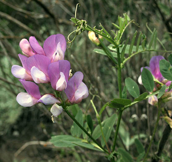 Detailed Picture 2 of Vicia americana ssp. americana