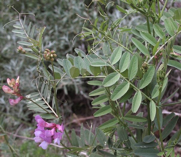 Detailed Picture 3 of Vicia americana ssp. americana
