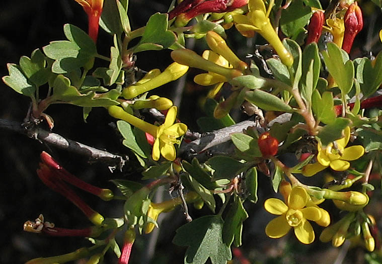 Detailed Picture 3 of Ribes aureum var. gracillimum