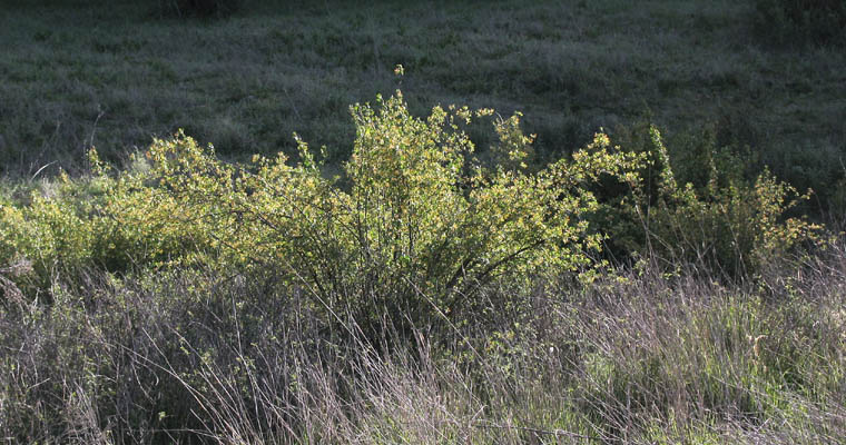 Detailed Picture 6 of Ribes aureum var. gracillimum