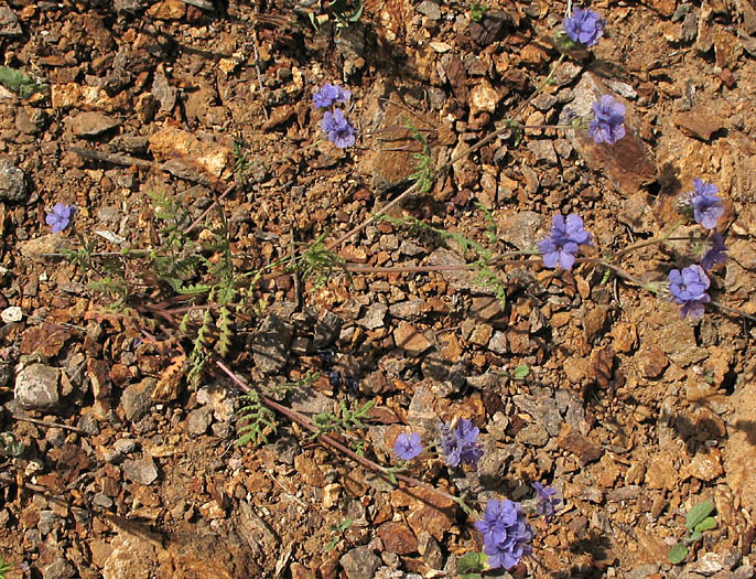 Detailed Picture 5 of Phacelia distans